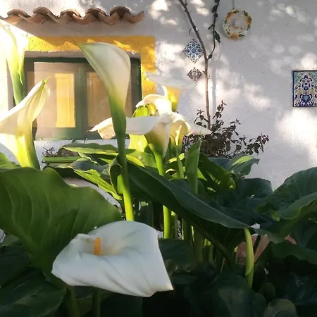 Zagara Di Sicilia * Marsala