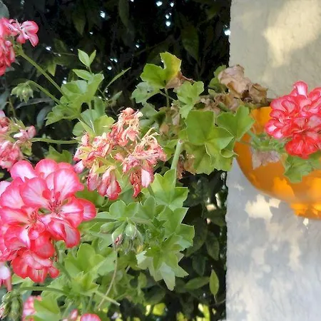 Zagara Di Sicilia * Marsala