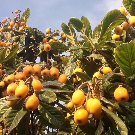 Zagara Di Sicilia * Marsala